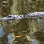 Alligator on water