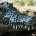 Crocodile of Anastasia