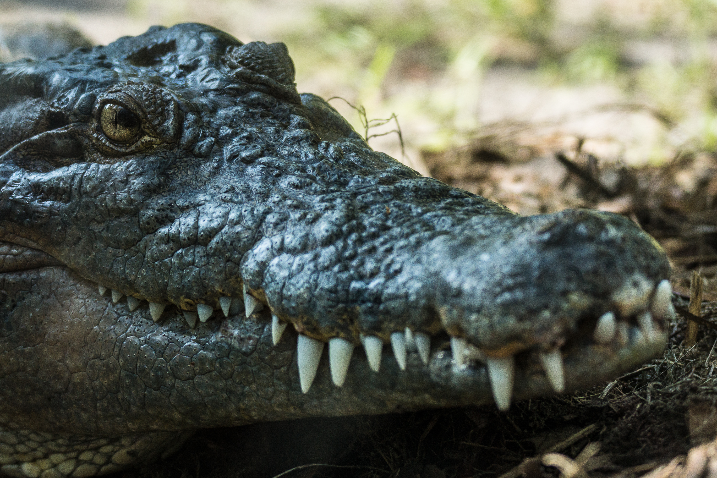 Crocodile of Anastasia