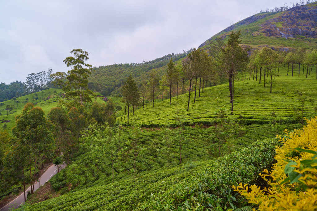 Magical Munnar!